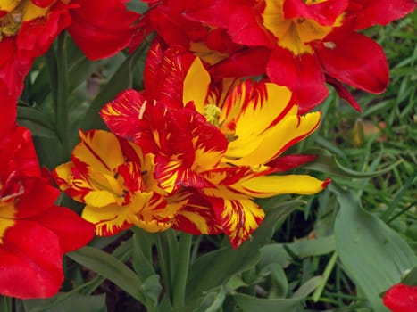 Brightness of tulip's beauty. Close up. Background.