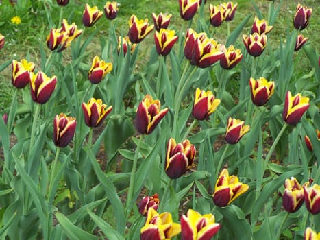 Bright colorful tulips. Close up. Spring. Daylight.