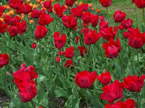 Bright red and orange flowers. Close up.