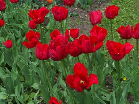 Close up of bright red tulips. Day.