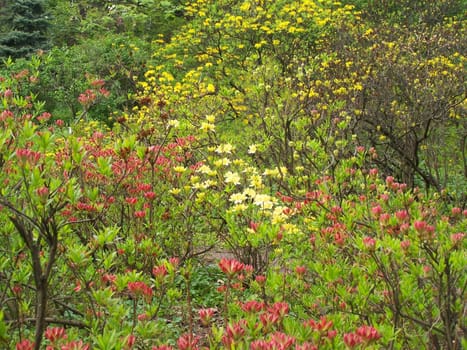 Bright magnolia blossoms. Colorful. Day light. Bsckground.