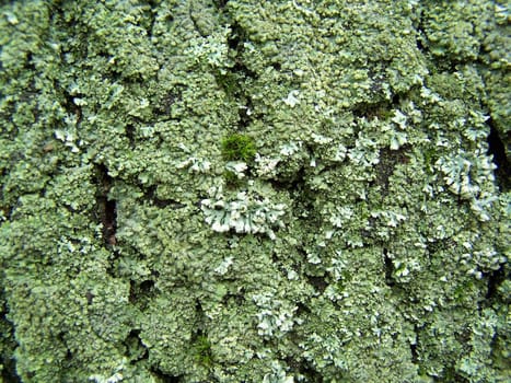 Moss-grown old tree. Bark. Close up. Day light.