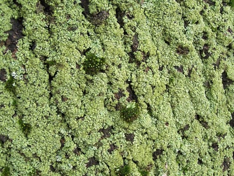 Moss on old tree. Close up. Day light.