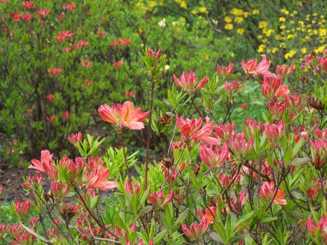 Blossoms of magnolia. Close up. Spring. Colorful. Background.