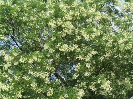 Blooming lime-tree. Colorful. Day. Sun light. Summer.