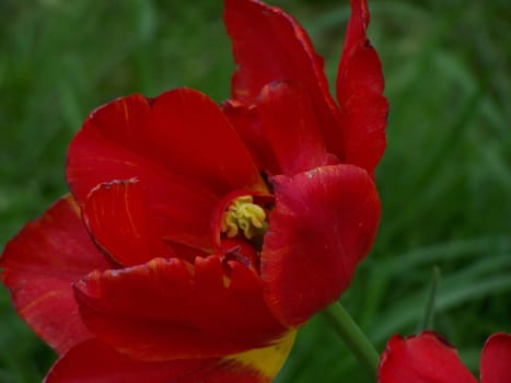 Bright red tulip. Close up. Spring. Background.
