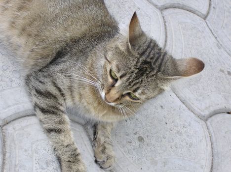 Preetty calm kitty. Close up. Outdoors. Color.     