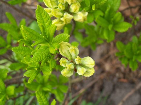 Freshshness of the beginning of spring. Macro.