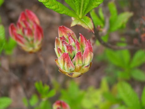 Leaf bud. Close up. Spring garden. Background.