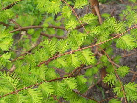 Tender young leaves of acacia