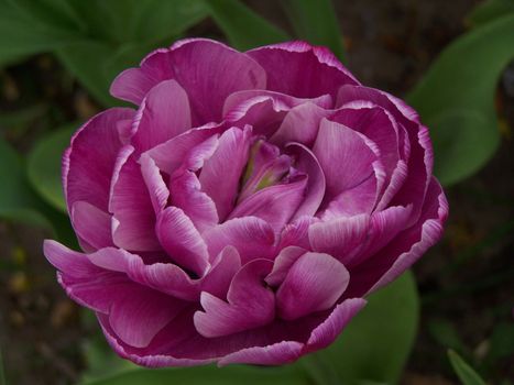 Beautiful purple tulip. Close up.