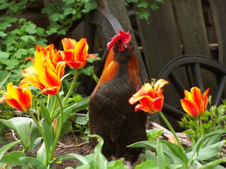 Bright cock among orange tulips.