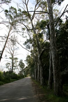 A quiet country road with tall eucalyptus trees