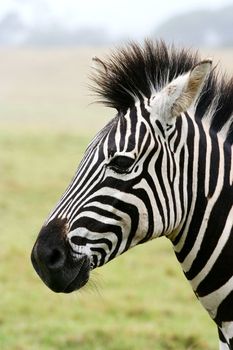 Portrait of a handsome zebra with black and white stripes