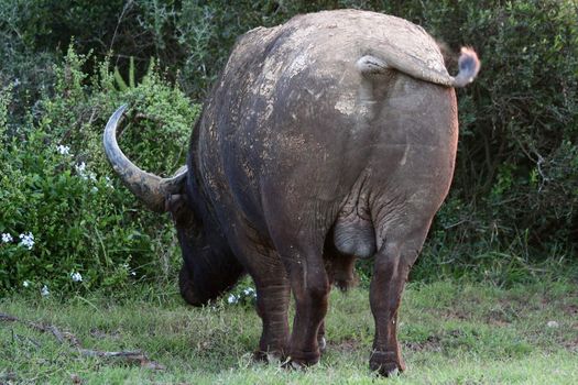 Ugly rump of a large African buffalo with big horns