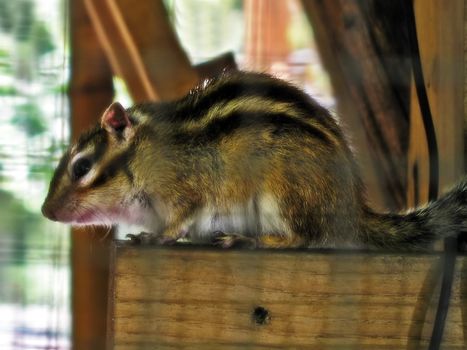 Squirrel in cage with slight diffuse effect      