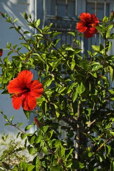 Two red hibiscuses flowers with shallow depth of field