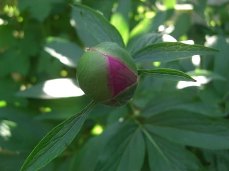 dark-red bud of a peony shrub