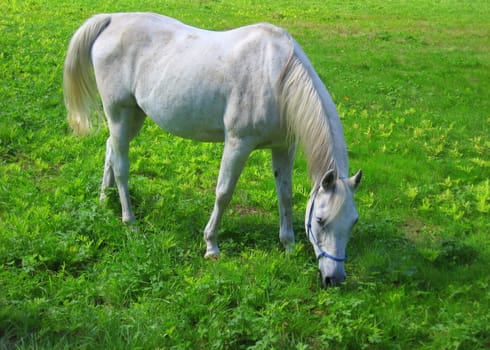 Gray Dappled Horse, grazing in field