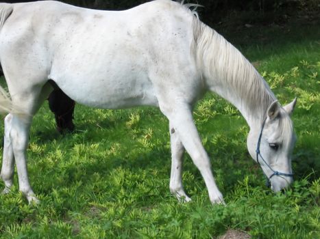 in a green pasture, a dappled gray horse grazes