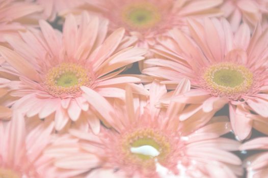 Pink Gerber Daisies faded