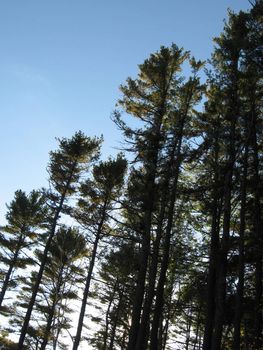 a row of tall green trees against a bold blue sky