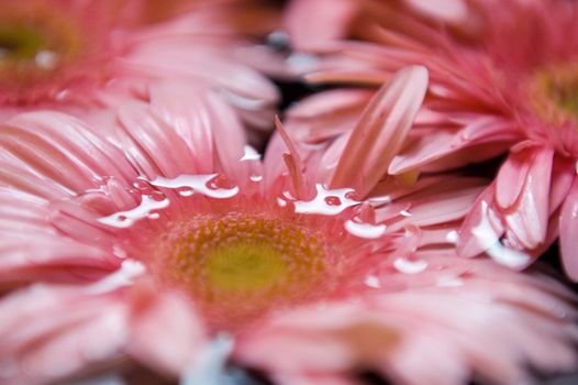 Close-up of Pink Gerber Daisies in water