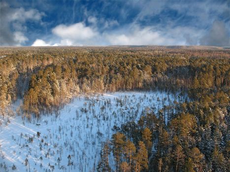 Wild taiga in west Siberia. Aerial view. Frost in sunny day. White silence.
