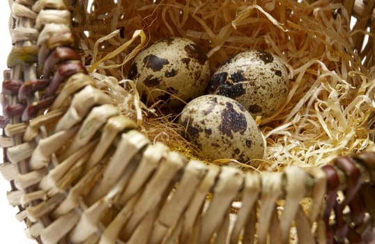 The image of a basket with eggs of a female quail