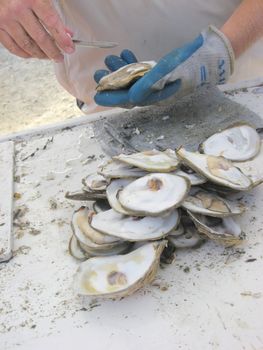 man's hands shown shucking oysters