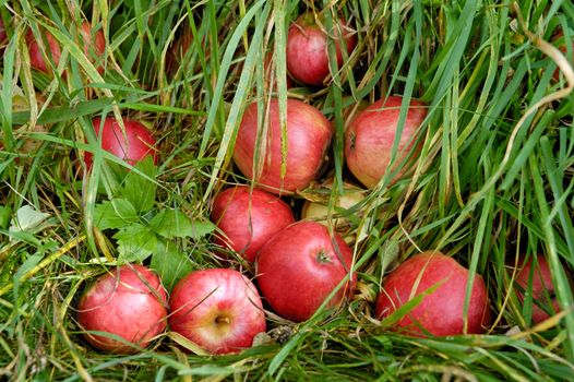 Red apples lying in the grass