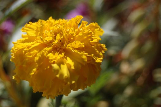 Yellow marigold on a colorful background