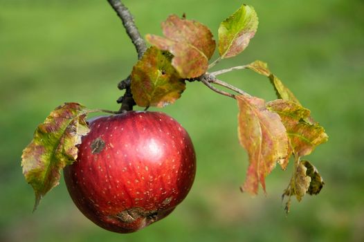 Red apple hanging on a tree