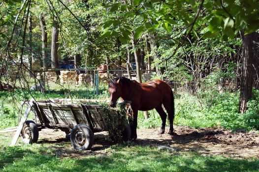 Brown horse near cart grazing grass
