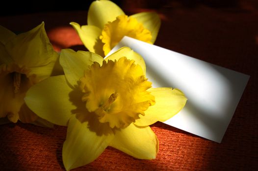yellow narcissis in sun rays and shadows with blank paper for note