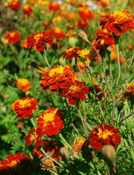 Orange marigolds in sunlight