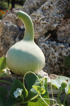 Green decorative pumpkin growing