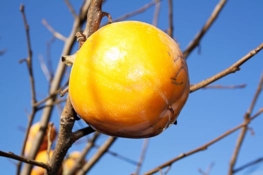 Asian (Kaki) persimmons on the tree