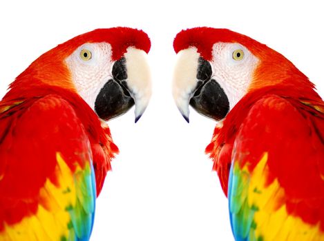 isolated closeup of Golden Red Macaw Bird