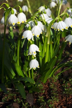 First spring snowdrop flowers in the garden.