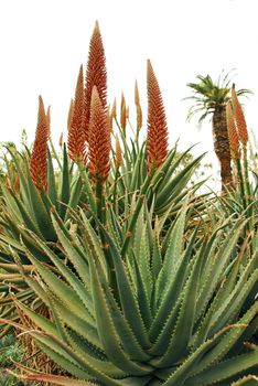 Orange Flowers blooming on Aloe Succulent Plant