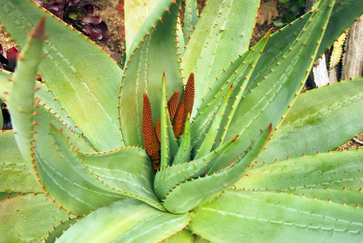 A isolated shot of Aloe Succulent Plant Flowering 