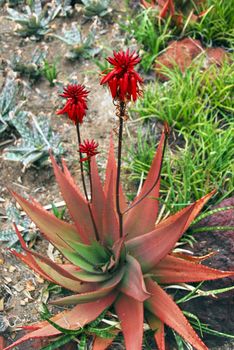 Red Flowers blooming on Aloe Succulent Plant