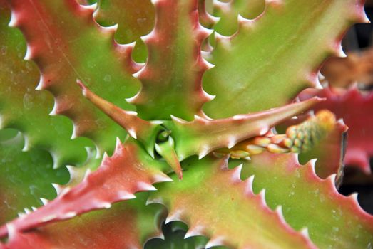 an isolated shot of colorful aloe Succulent Plants