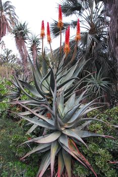 A Cluster of Aloe Succulent Plants Flowering 