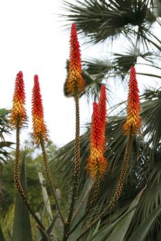 Orange Flowers blooming on Aloe Succulent Plant