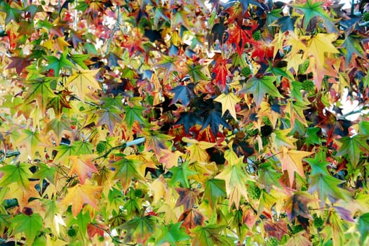 an isolated shot of Maple leaf in fall season