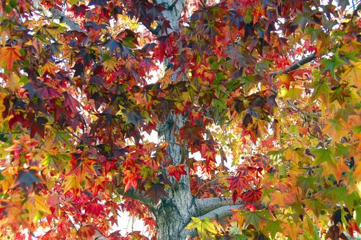 an isolated shot of trident Maple leaf in fall season