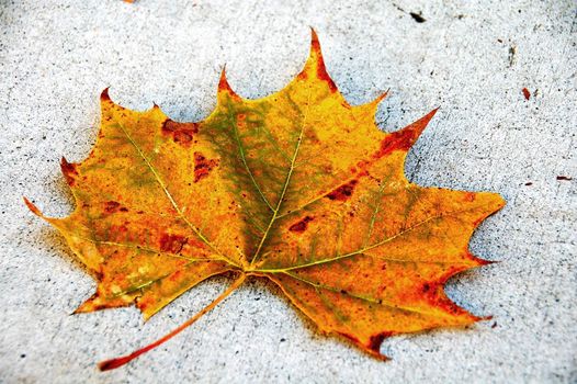 isolated shot of Canada Maple Leaf in fall season