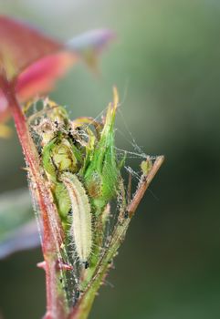 Parasitic larva feeding on a rose bud.